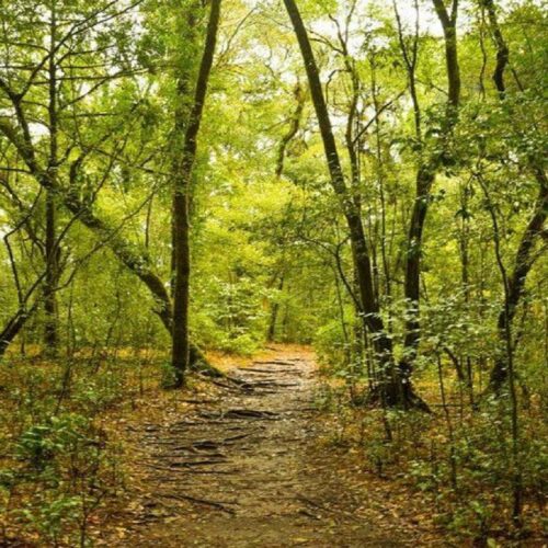 1 Days tour to Mawphlang Sacred Forest